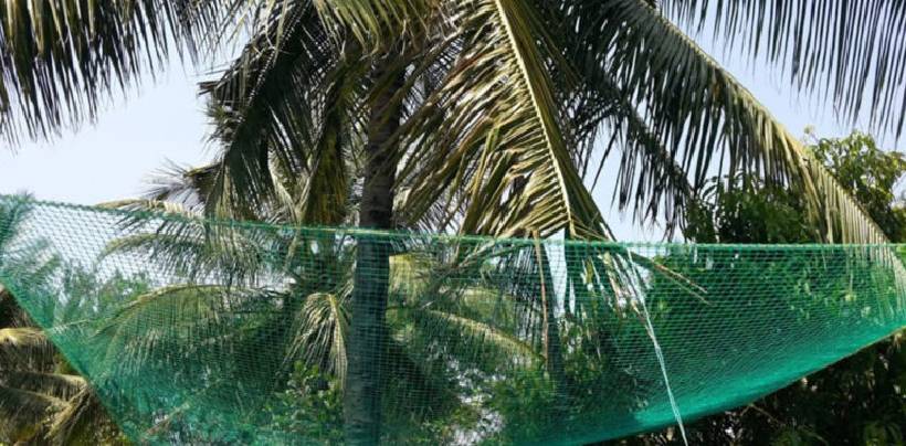 Coconut Tree Safety Nets Fixing | Call 9901102266 for Fall Arrest Nets Fixing